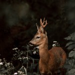 Fallow-deer