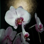 Orchid